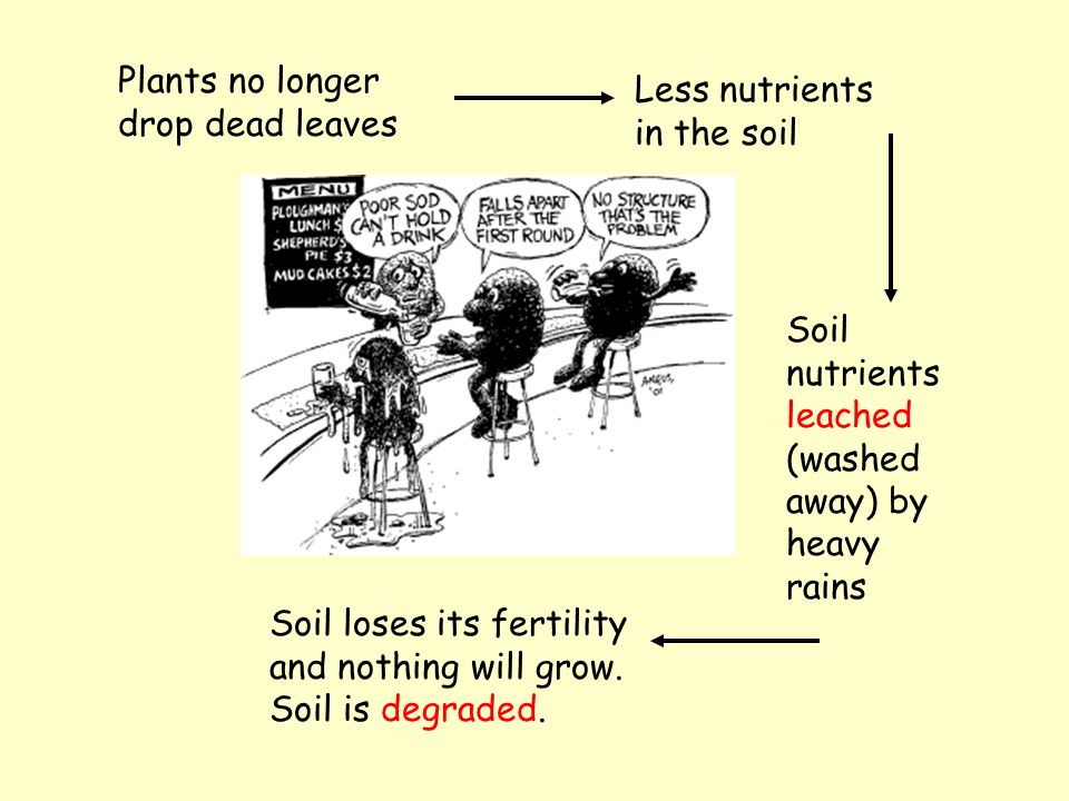 Soil nutrients Falling leaves drop to forest floor Rapid decomposition in hot wet climate Nutrients enter soil dissolved in rainwater Nutrients absorbed by plant roots Nutrients fixed in leaves during photosynthesis Nutrient cycling