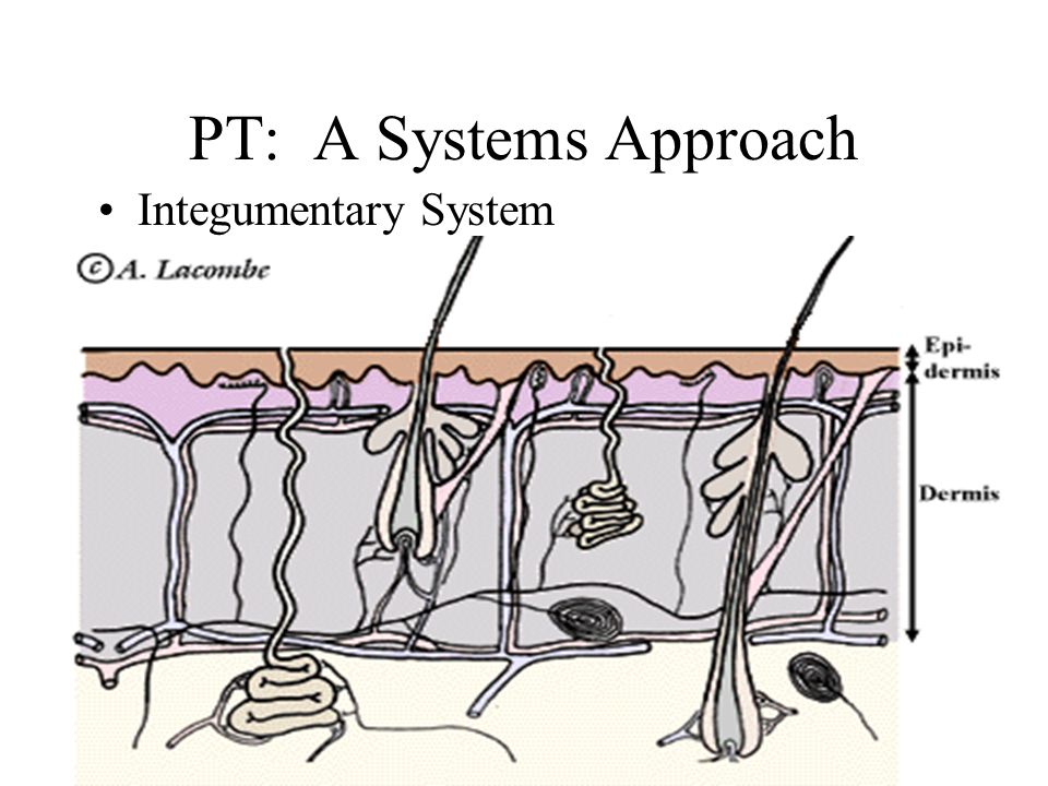 PT: A Systems Approach Integumentary System