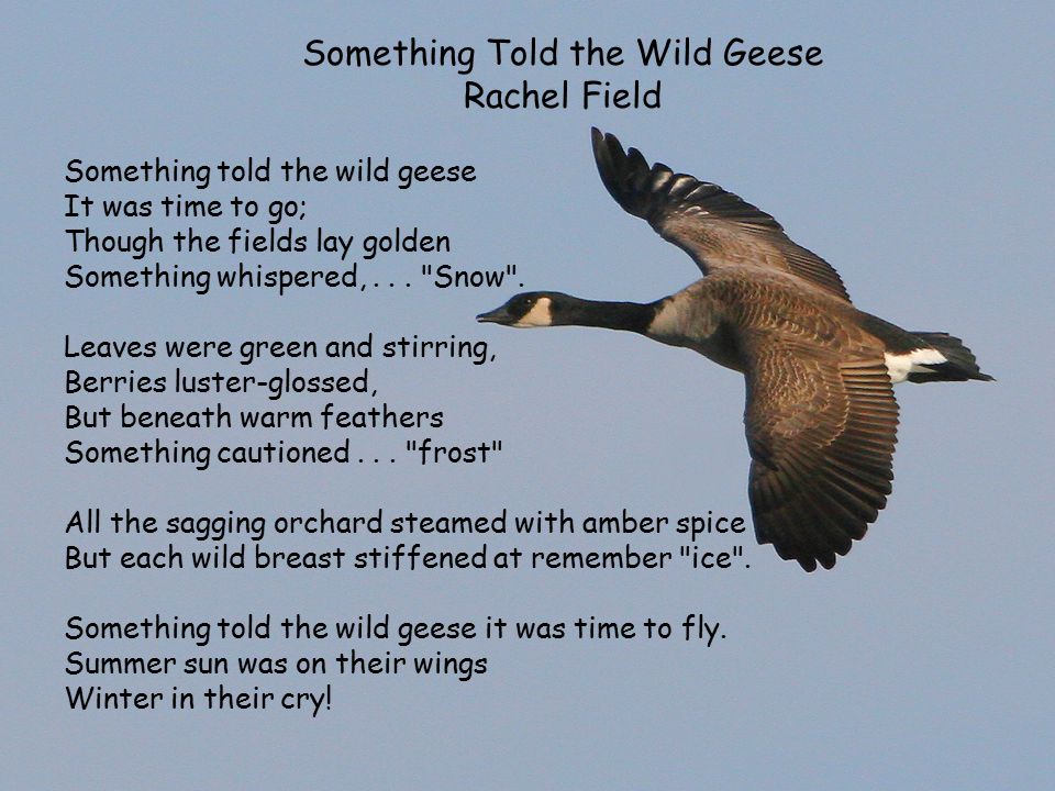 Geese перевод. The Magic Wild Geese перевод.