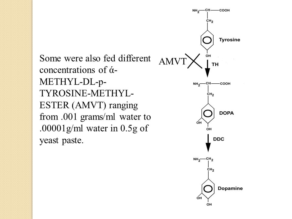 Some were also fed different concentrations of ά- METHYL-DL-p- TYROSINE-METHYL- ESTER (AMVT) ranging from.001 grams/ml water to.00001g/ml water in 0.5g of yeast paste.