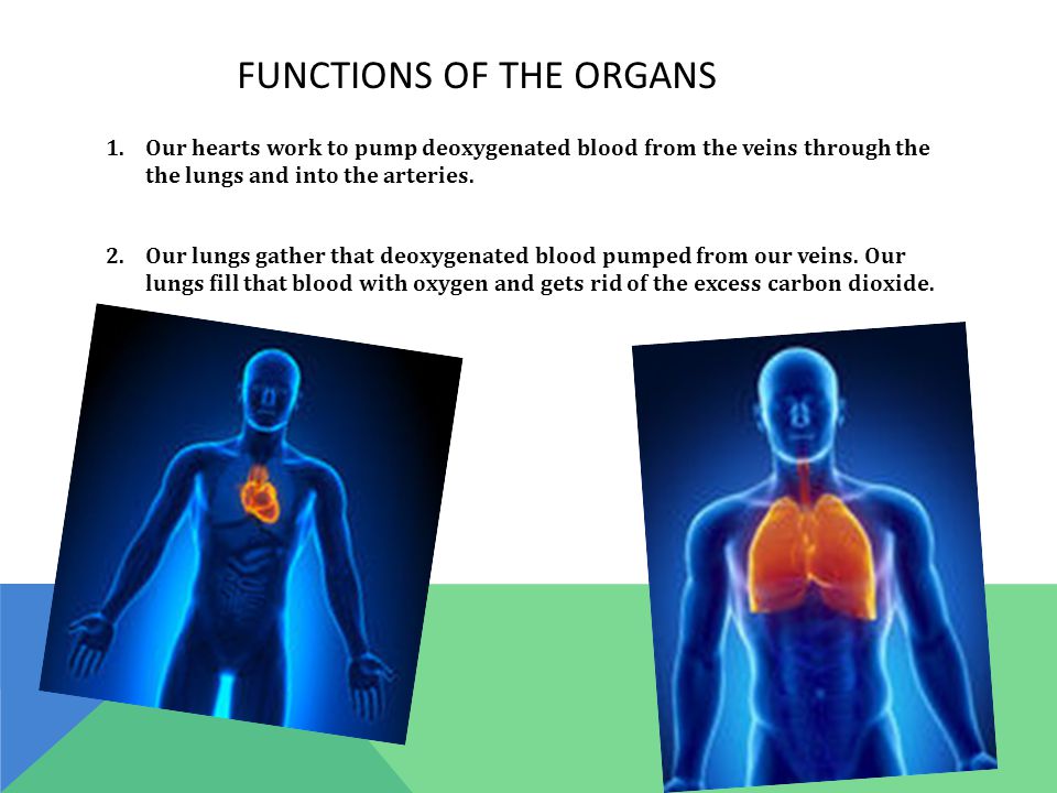 FUNCTIONS OF THE ORGANS 1.Our hearts work to pump deoxygenated blood from the veins through the the lungs and into the arteries.