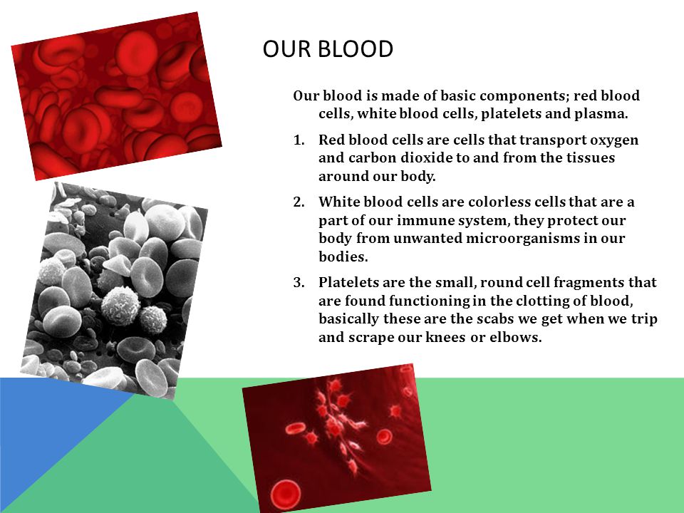 OUR BLOOD Our blood is made of basic components; red blood cells, white blood cells, platelets and plasma.