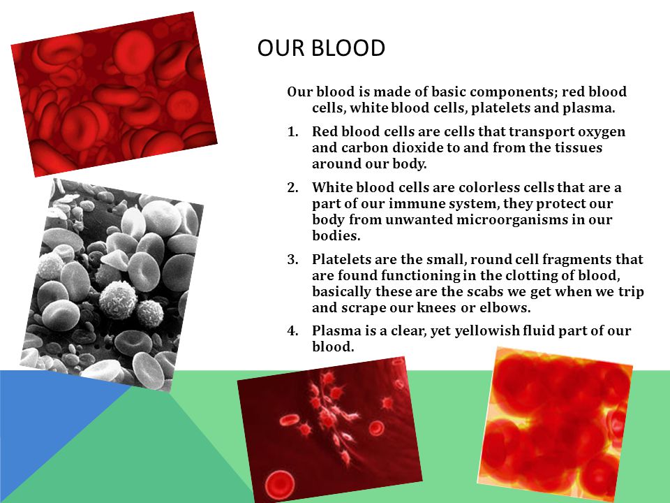 OUR BLOOD Our blood is made of basic components; red blood cells, white blood cells, platelets and plasma.