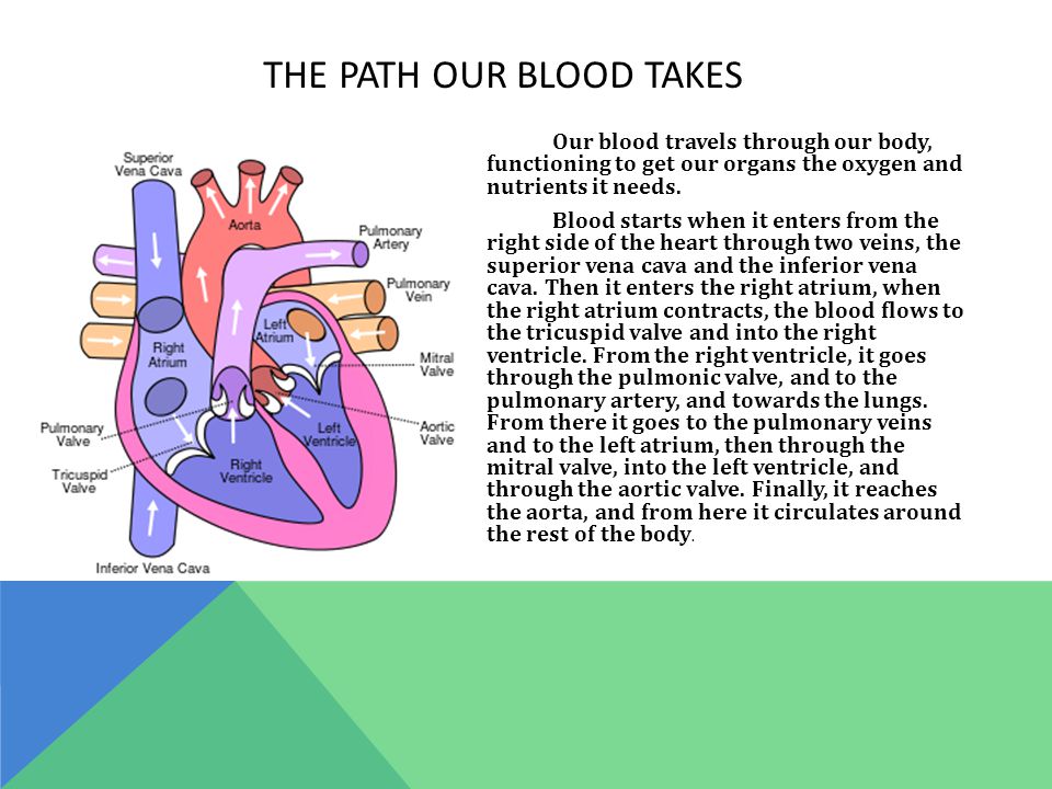 THE PATH OUR BLOOD TAKES Our blood travels through our body, functioning to get our organs the oxygen and nutrients it needs.