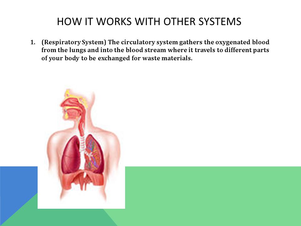 HOW IT WORKS WITH OTHER SYSTEMS 1.(Respiratory System) The circulatory system gathers the oxygenated blood from the lungs and into the blood stream where it travels to different parts of your body to be exchanged for waste materials.