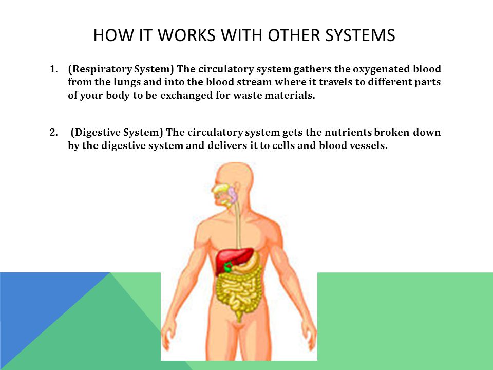 HOW IT WORKS WITH OTHER SYSTEMS 1.(Respiratory System) The circulatory system gathers the oxygenated blood from the lungs and into the blood stream where it travels to different parts of your body to be exchanged for waste materials.