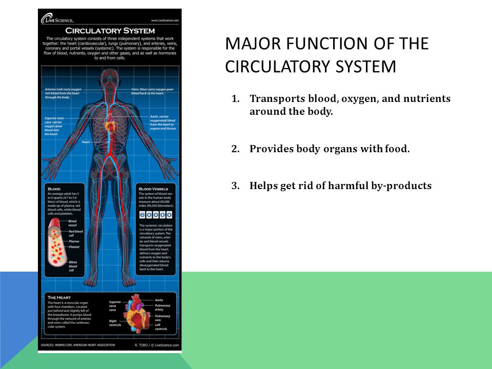 MAJOR FUNCTION OF THE CIRCULATORY SYSTEM 1.Transports blood, oxygen, and nutrients around the body.