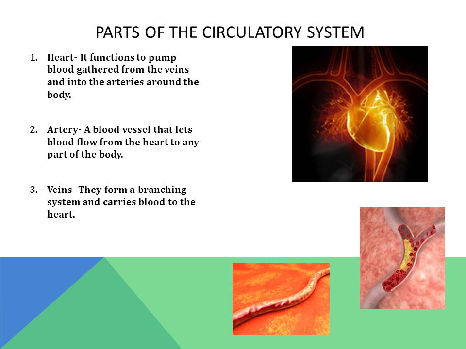 PARTS OF THE CIRCULATORY SYSTEM 1.Heart- It functions to pump blood gathered from the veins and into the arteries around the body.