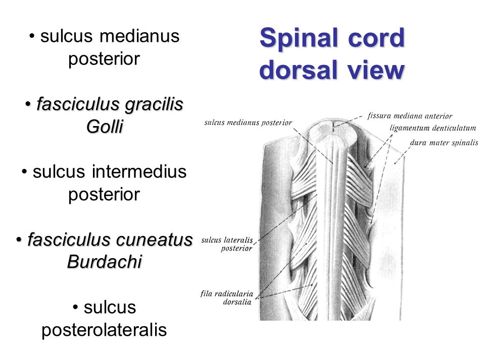 MÍCHA David and Petr Zach. Spinal cord = Medulla spinalis Inside canalis vertebralis 1st level of CNS. - ppt download