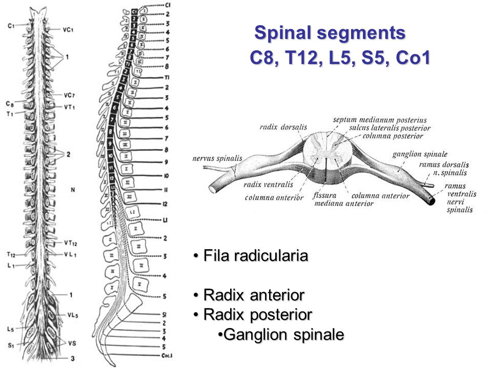 MÍCHA David Kachlík and Petr Zach. Spinal cord = Medulla spinalis myelon  Inside canalis vertebralis 1st level of CNS. - ppt download