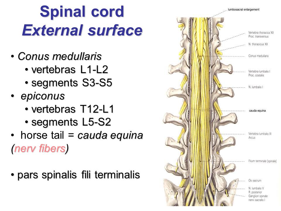 næve Il bibel MÍCHA David Kachlík and Petr Zach. Spinal cord = Medulla spinalis myelon  Inside canalis vertebralis 1st level of CNS. - ppt download