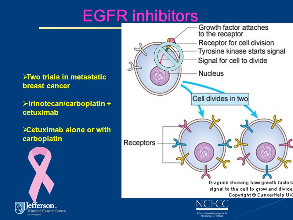 EGFR inhibitors  Two trials in metastatic breast cancer  Irinotecan/carboplatin + cetuximab  Cetuximab alone or with carboplatin