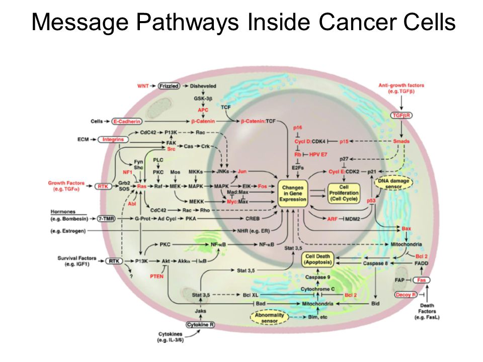 Message Pathways Inside Cancer Cells