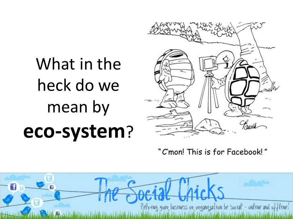 What in the heck do we mean by eco-system