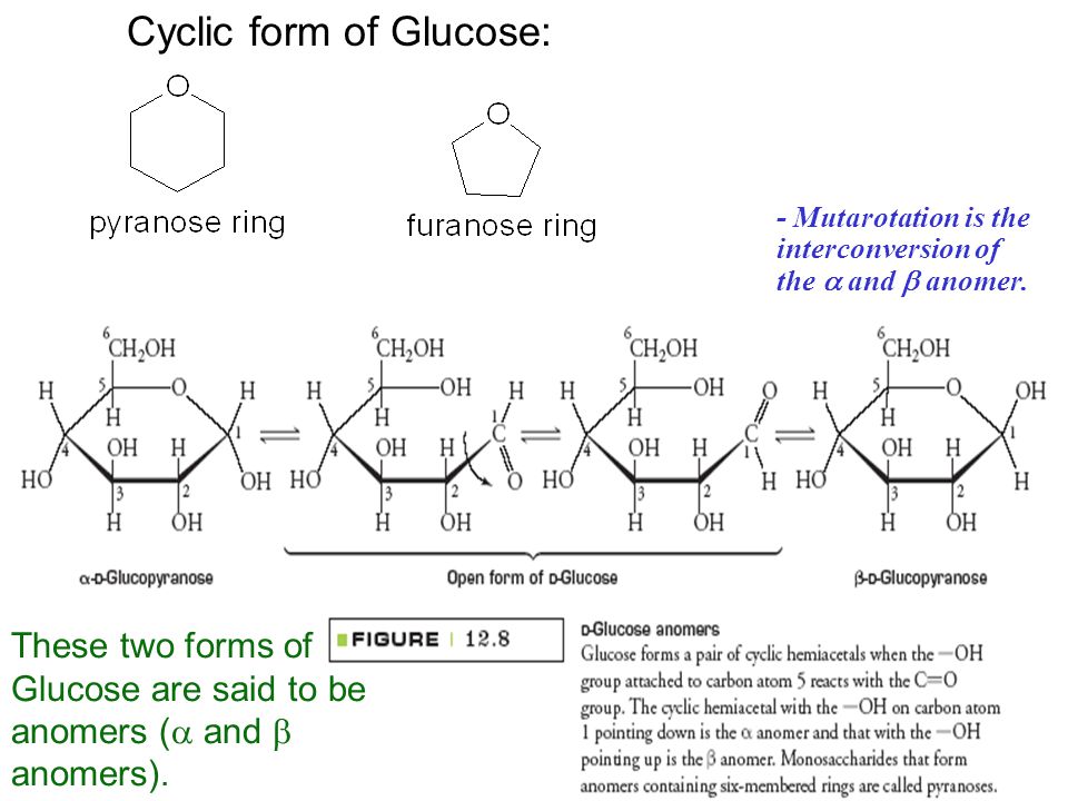 11 Cyclic form of Glucose: These two forms of Glucose are said to be anomers (  and  anomers).