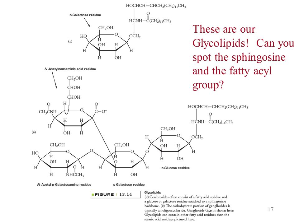 17 These are our Glycolipids! Can you spot the sphingosine and the fatty acyl group