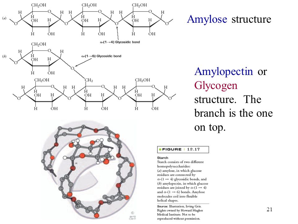21 Amylose structure Amylopectin or Glycogen structure. The branch is the one on top.