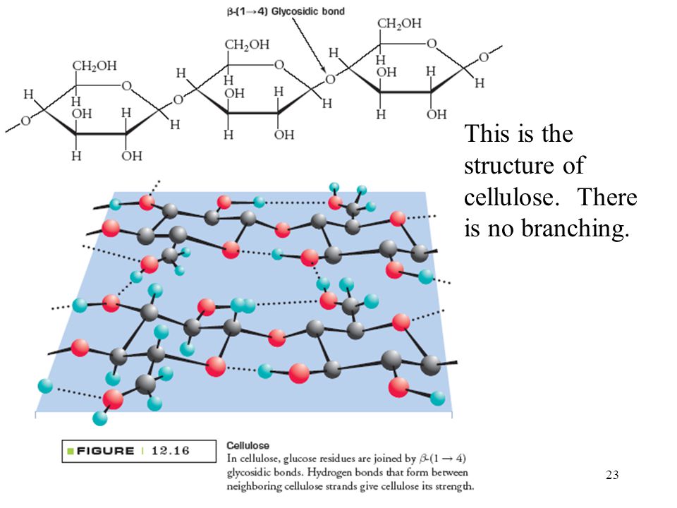 23 This is the structure of cellulose. There is no branching.