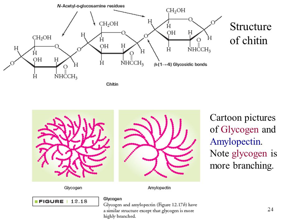 24 Structure of chitin Cartoon pictures of Glycogen and Amylopectin.