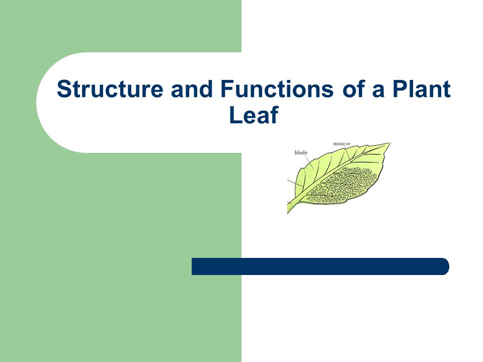 Structure and Functions of a Plant Leaf