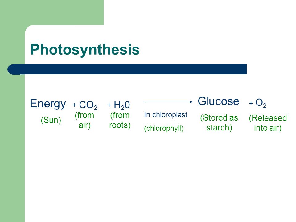 Energy (Sun) In chloroplast (chlorophyll) Glucose (Stored as starch) + CO 2 (from air) + H 2 0 (from roots) + O 2 (Released into air) Photosynthesis