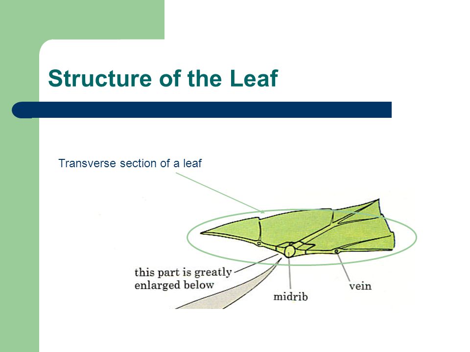 Transverse section of a leaf Structure of the Leaf