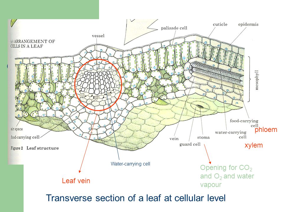 xylem phloem Transverse section of a leaf at cellular level Leaf vein Opening for CO 2 and O 2 and water vapour Water-carrying cell