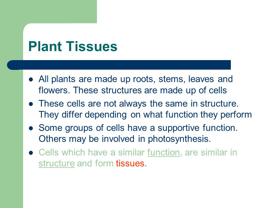 Plant Tissues All plants are made up roots, stems, leaves and flowers.