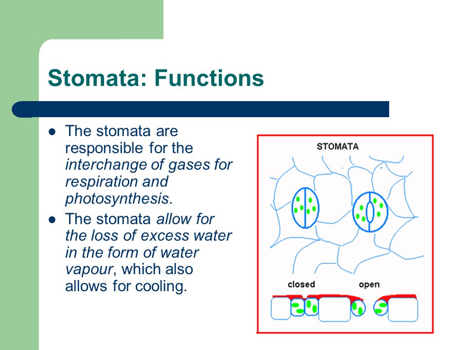 Stomata: Functions The stomata are responsible for the interchange of gases for respiration and photosynthesis.