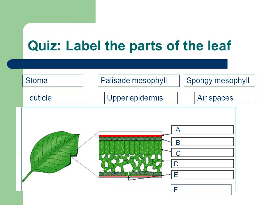 Palisade mesophyll Upper epidermis Spongy mesophyllStoma cuticleAir spaces A B C D E F Quiz: Label the parts of the leaf