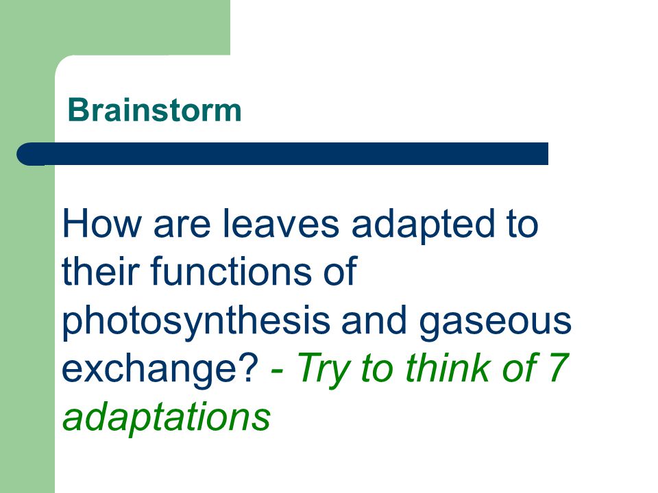 Brainstorm How are leaves adapted to their functions of photosynthesis and gaseous exchange.