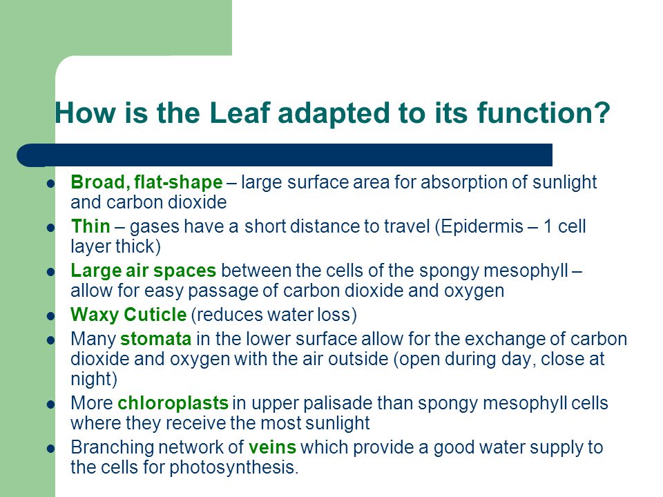 How is the Leaf adapted to its function.