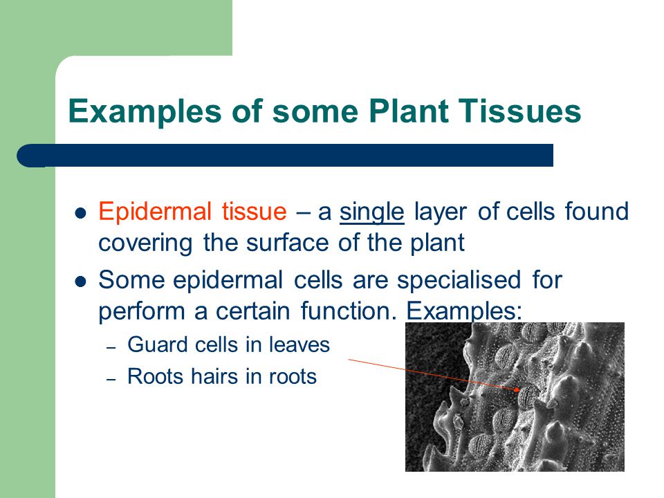 Examples of some Plant Tissues Epidermal tissue – a single layer of cells found covering the surface of the plant Some epidermal cells are specialised for perform a certain function.