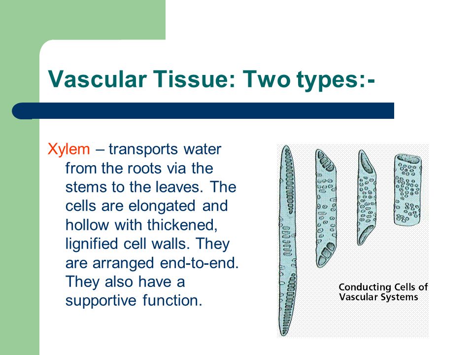 Xylem – transports water from the roots via the stems to the leaves.