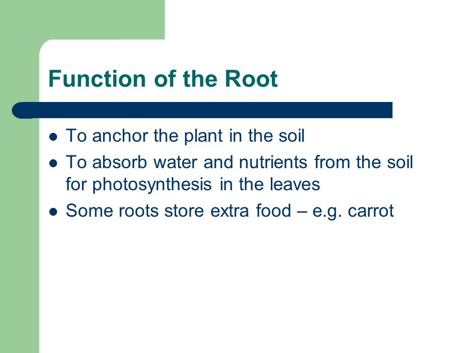 Function of the Root To anchor the plant in the soil To absorb water and nutrients from the soil for photosynthesis in the leaves Some roots store extra food – e.g.