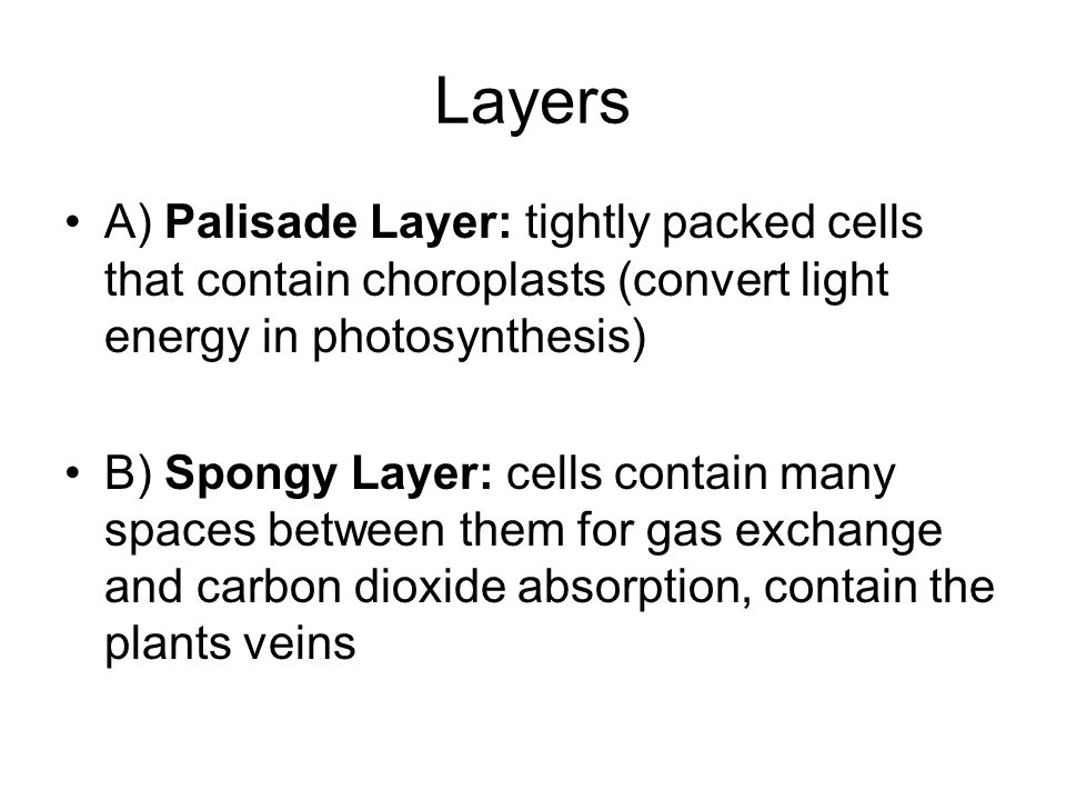 Layers A) Palisade Layer: tightly packed cells that contain choroplasts (convert light energy in photosynthesis) B) Spongy Layer: cells contain many spaces between them for gas exchange and carbon dioxide absorption, contain the plants veins