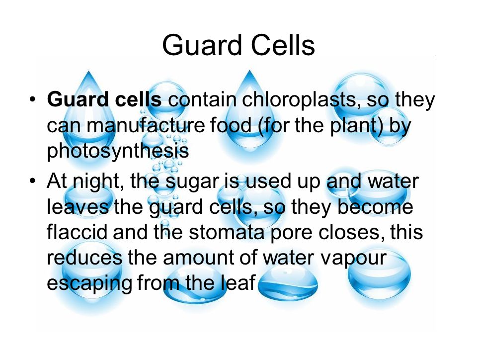 Guard Cells Guard cells contain chloroplasts, so they can manufacture food (for the plant) by photosynthesis At night, the sugar is used up and water leaves the guard cells, so they become flaccid and the stomata pore closes, this reduces the amount of water vapour escaping from the leaf