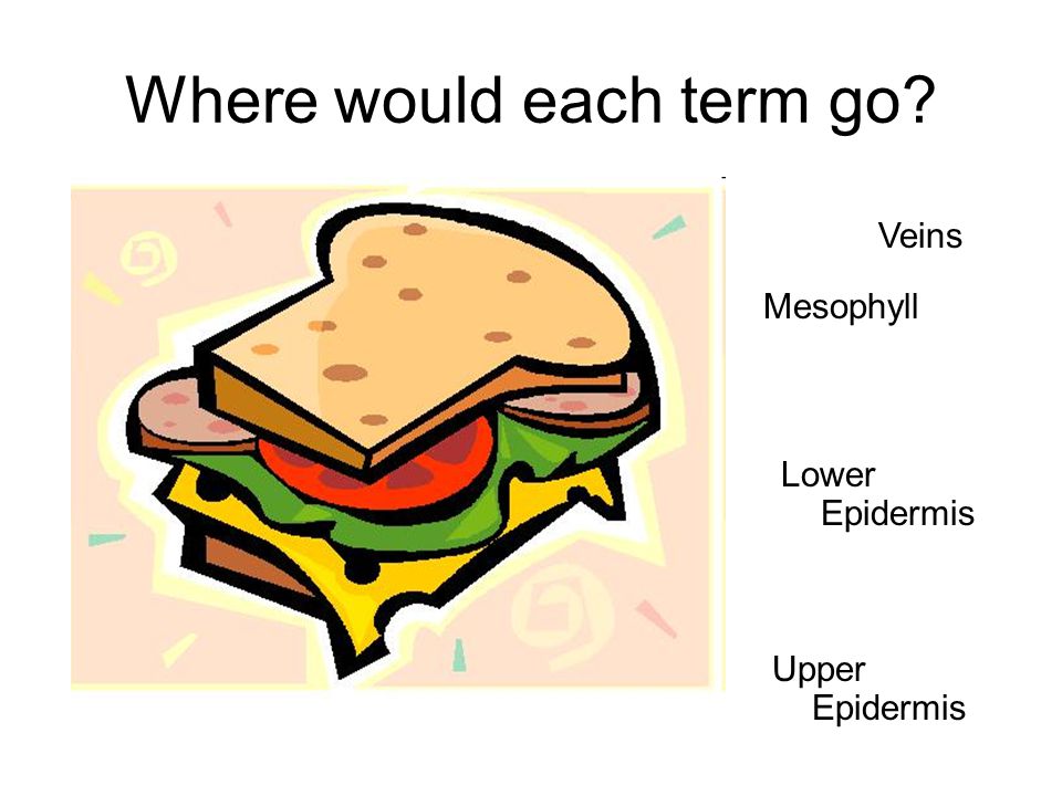 Where would each term go Upper Epidermis Lower Epidermis Veins Mesophyll