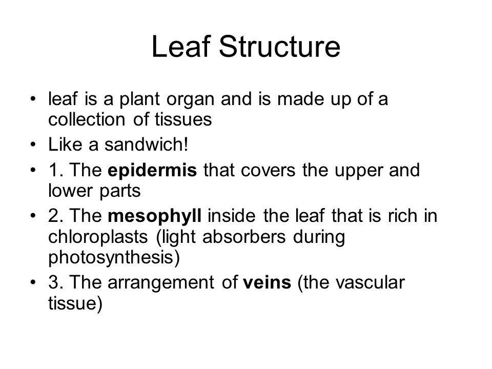 Leaf Structure leaf is a plant organ and is made up of a collection of tissues Like a sandwich.