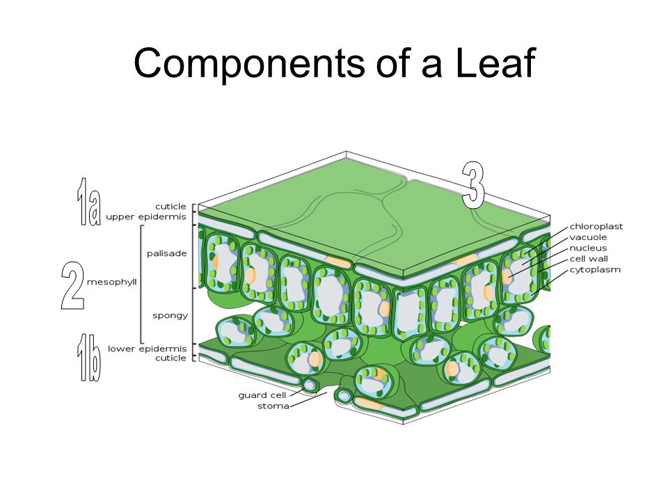 Components of a Leaf