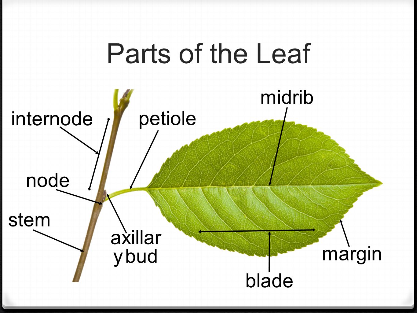 Parts of the Leaf petiole blade margin midrib axillar y bud stem internode node