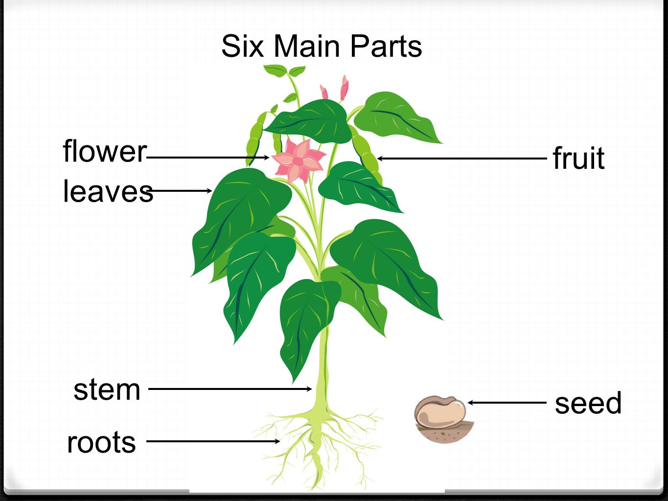leaves flower stem roots seed fruit Six Main Parts