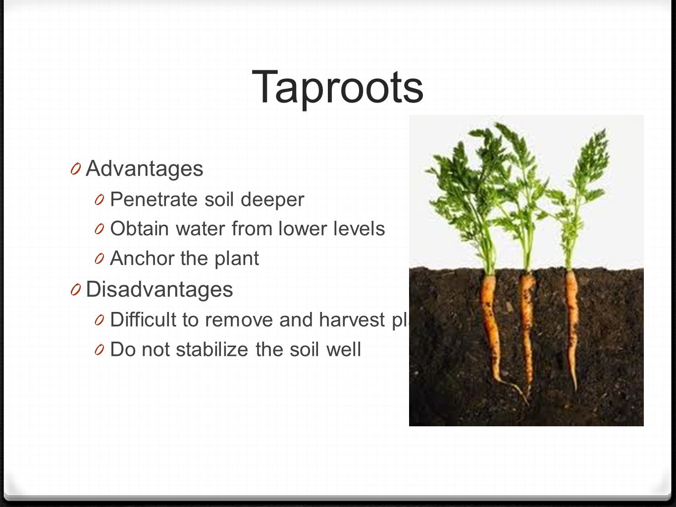 Taproots 0 Advantages 0 Penetrate soil deeper 0 Obtain water from lower levels 0 Anchor the plant 0 Disadvantages 0 Difficult to remove and harvest plants 0 Do not stabilize the soil well