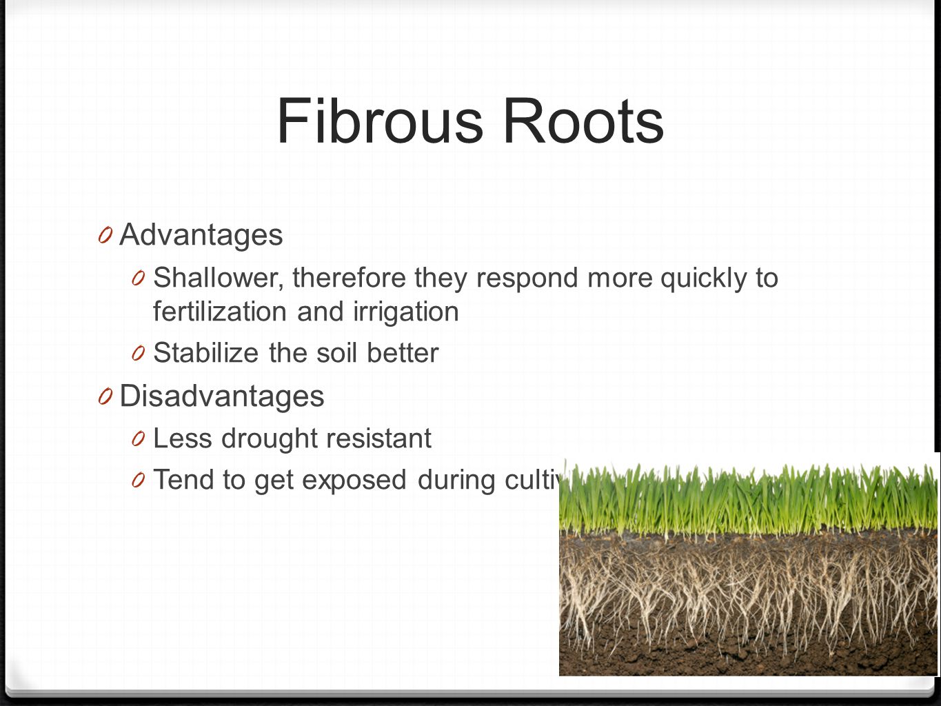 Fibrous Roots 0 Advantages 0 Shallower, therefore they respond more quickly to fertilization and irrigation 0 Stabilize the soil better 0 Disadvantages 0 Less drought resistant 0 Tend to get exposed during cultivation