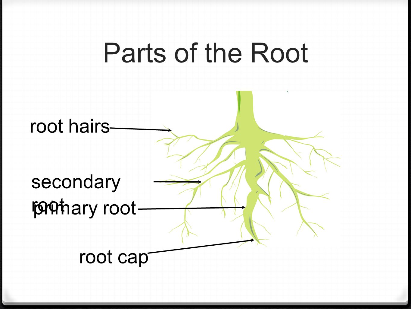 Parts of the Root primary root secondary root root cap root hairs