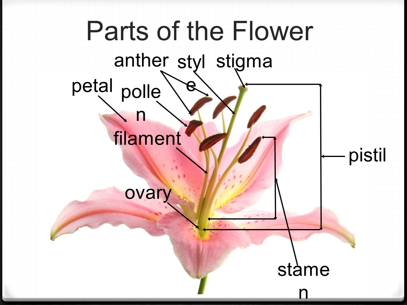 Parts of the Flower styl e stigma pistil stame n anther filament ovary petal polle n