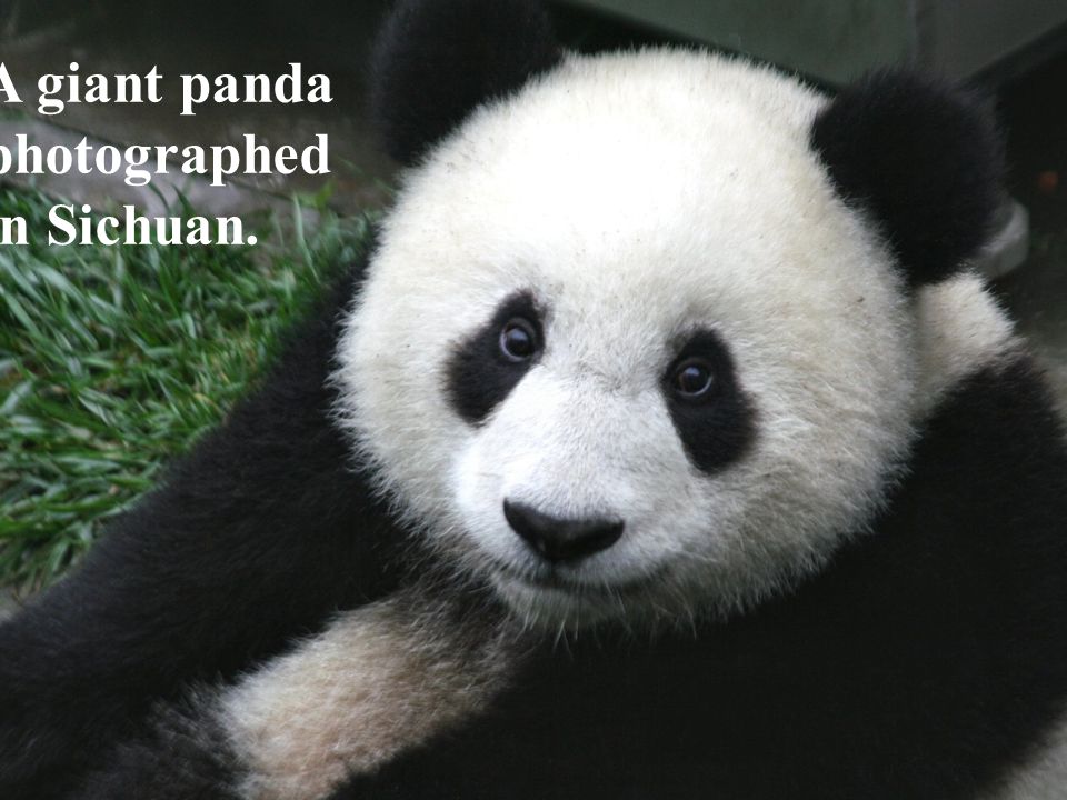 A giant panda photographed in Sichuan.