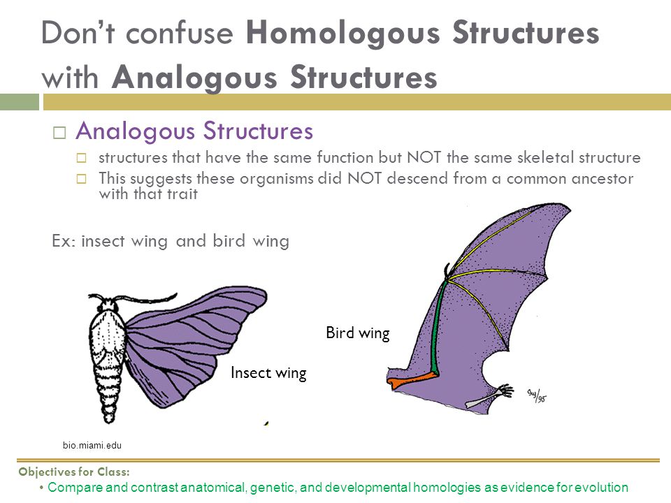 bio 9c thursday title using homologous structures as evidence for