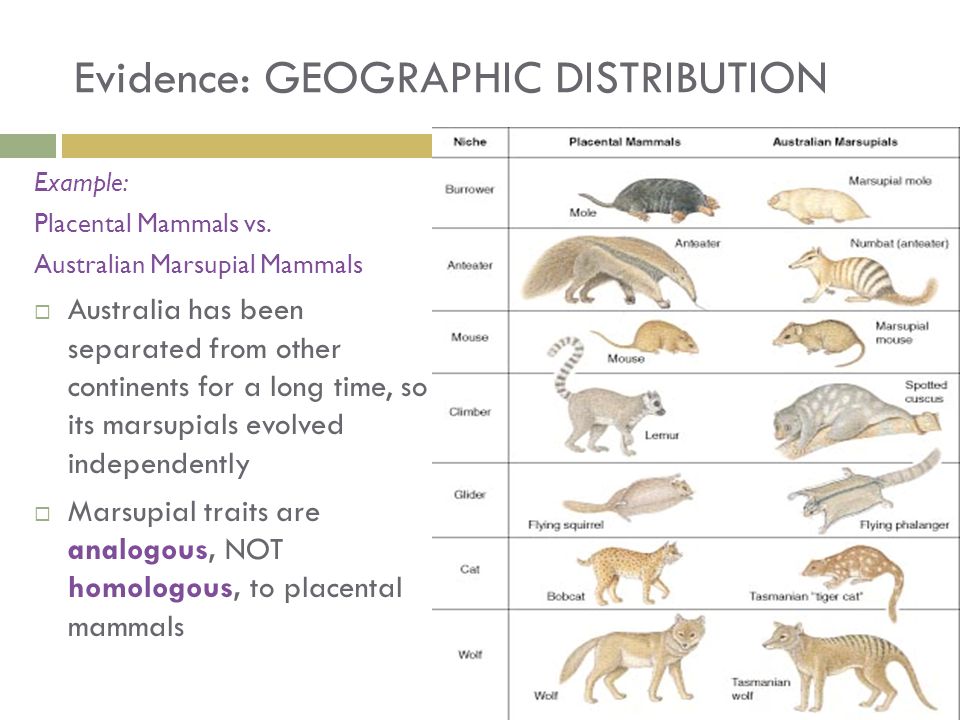 Тест по теме млекопитающие 8 класс. Placental mammals. Mammals examples. Handbook of the mammals of the World. Placental marsupial.