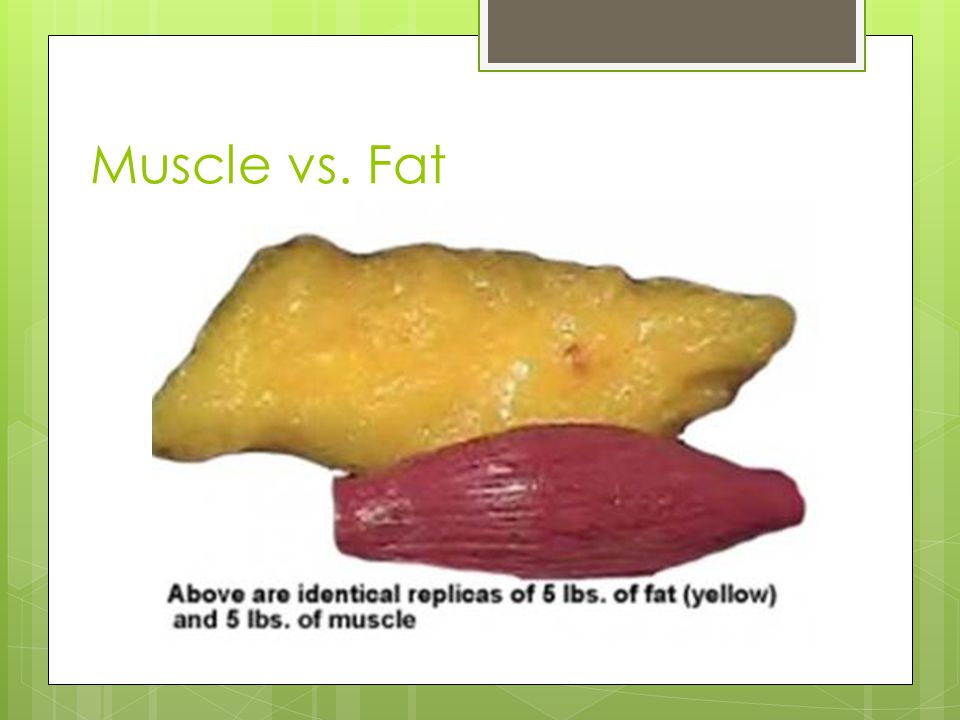 Muscle vs. Fat